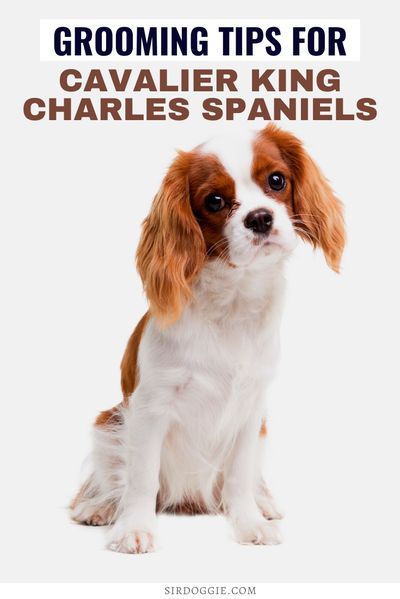 The Ultimate Guide to Cavalier King Charles Spaniels! Including how to groom them! Find out everything you need to know about Cavalier King Charles Spaniels, from what to feed them to how to train them, and everything in between! I dog care I pet dogs I dog care tips I tips for dogs I spaniel tips I how to care for dogs I tips for spaniels I pet care I pet tips I what to feed cavalier king charles spaniels I training cavalier king charles spaniels I dog breeds I #dogs #pets #spaniels Mini Dogs Breeds, Cavalier King Charles Spaniel Blenheim, I Dog, Cavalier King Spaniel, Tips For Dogs, King Spaniel, Cavalier Dog, My Pet Dog, King Charles Puppy