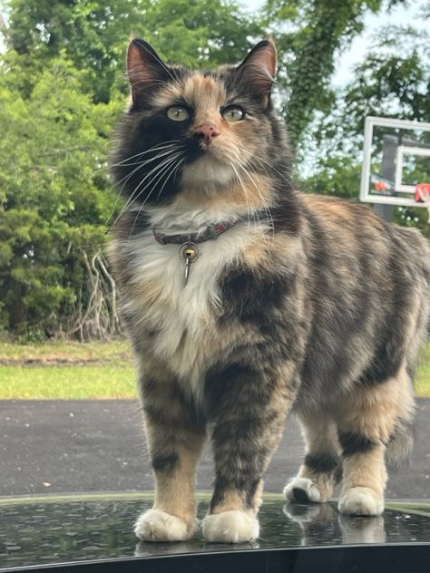 tortise shell turtle shell cat kitty Kaliko Cat, Cats Tortoise Shell, Tortious Shell Cat, Long Hair Tortoise Shell Cat, Tortoishell Cat Aesthetic, Tortoise Shell Cat Aesthetic, Turtle Shell Cat, Tortoise Shell Cats, Tortoiseshell Cat Aesthetic