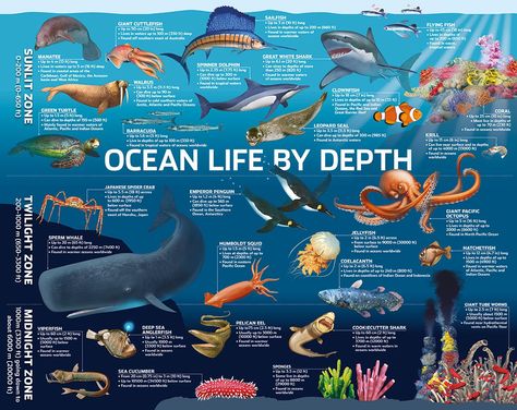 Midnight Zone Ocean Animals, Ocean Layers, Exploration Activities, Ocean Zones, Ocean Habitat, Ocean Projects, Ocean Unit, Ocean Science, Ocean Activities