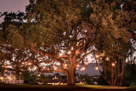 "My personal favorite sight was the resort’s 200-year-old oak tree positively dripping with gorgeous handcrafted lanterns. The 28 wrought… Outdoor Lanterns Patio, Lanterns In Trees, Pch Road Trip, Ojai Valley Inn And Spa, Oak Tree Wedding, Pacific Coast Highway Road Trip, Ojai Valley Inn, Tree Lanterns, Ojai Valley