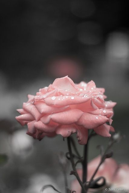 pink rose. water droplets | Romantic/Whimsy/Ethereal Summer Ingredients, Pink And Grey Wallpaper, Ballerina Pink, Pink Cottage, Ethereal Aesthetic, Rosé Aesthetic, Gray Aesthetic, Picture Collage Wall, Pastel Pink Aesthetic