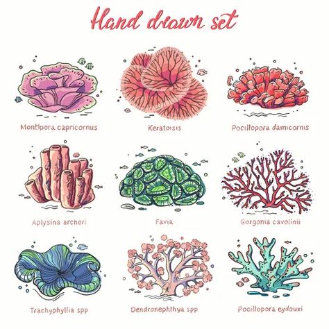 Ocean Coral Drawing, Coral Reef Drawing, Oceanography Marine Biology, Coral Drawing, Ocean Plants, Coral Draw, Underwater Plants, Sea Plants, Zen Doodle Art