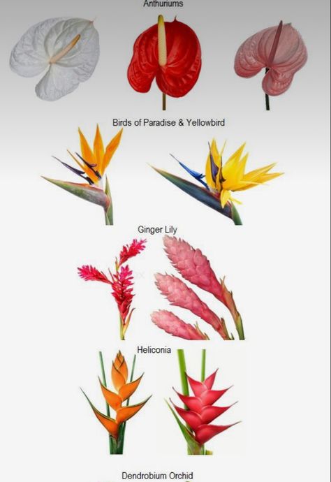 Bird Of Paradise Decor Wedding, Bird Of Paradise Wedding Theme, Birds Of Paradise Wedding Centerpieces, Bird Of Paradise Wedding Bouquet, Tropical Flower Bouquet Wedding, Elegant Tropical Party, Paradise Theme Party, Tropical Wedding Colors Palette, Tropical Wedding Theme Colors