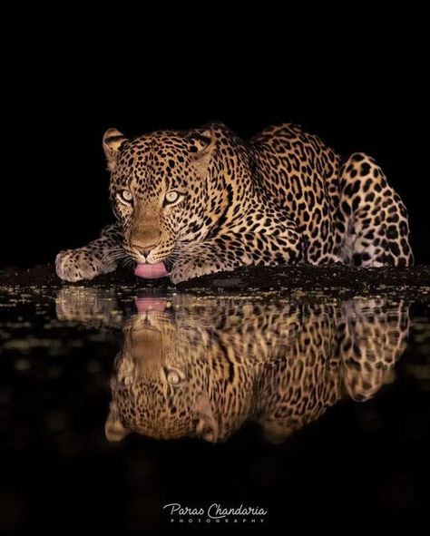 BIG CATS WILDLIFE on Instagram: "A beautiful photo of an African Leopard at a waterhole in Kenya. 📸 Photo by @paraschandaria 🐆 Follow Us 🦁 @bigcatswildlife Leopards are renowned for their agility. They run up to 58km/h and can leap 6m horizontally and 3m vertically." African Leopard, Jaguar Animal, Leopard Painting, Panthera Pardus, Fierce Animals, Spiritual Animal, Nature And Wildlife, Exotic Cats, Pretty Animals