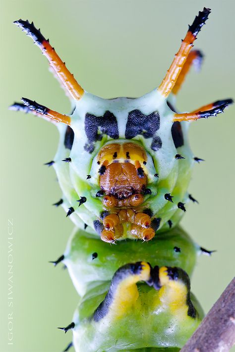 Macro Photos of Caterpillars by Igor Siwanowicz – Inspiration Grid | Design Inspiration #photo #photography #macro #insects #caterpillar #details #photographyinspiration #photooftheday #inspirationgrid Caterpillar Reference, Beautiful Caterpillars, Caterpillar Photography, Crazy Caterpillars, Horned Caterpillar, Macro Insects, Macro Photography Tips, Photo Macro, Foto Macro