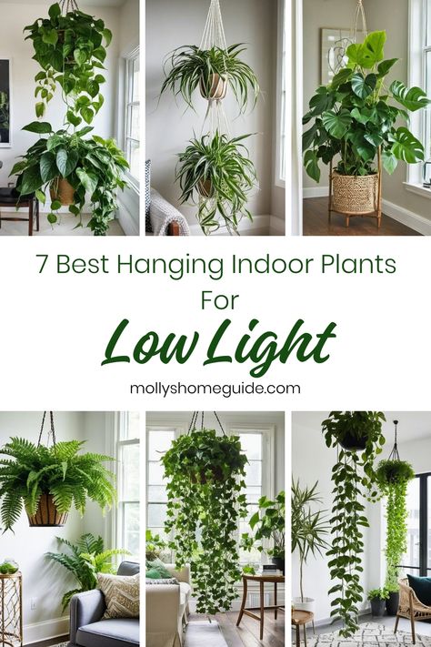 Discover the best hanging indoor plants for low light. These low maintenance, hard to kill indoor plants are perfect for spaces with limited sunlight. From lush greenery to airy vines, these indoor hanging plants thrive in low light conditions making them ideal choices for bathrooms with no windows. Add a touch of nature to your home with these beautiful and easy-to-care-for low light houseplants. Lowlight Indoor Plant, Good Shower Plants, Indoor Plant Low Light, Plants That Are Hard To Kill, Small Low Light Plants Indoor, Low Light Vine Plants Indoor, Indoor Plants Lighting, Low Light High Humidity Plants, Low Light Hanging Indoor Plants