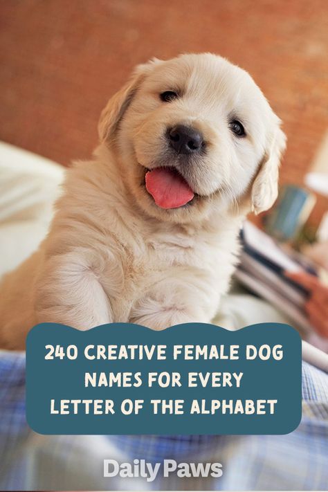 Did you just get a female dog? Give your new family member a name that truly suits her with one of these cute female dog names. #dognames #puppynames #puppyparents #cutedognames D Names For Girls, Puppies Names Female, Sheepadoodle Puppy, Girl Dog Names, Female Dog Names, Best Dog Names, Cute Names For Dogs, Cute Corgi Puppy, Perfect Girl