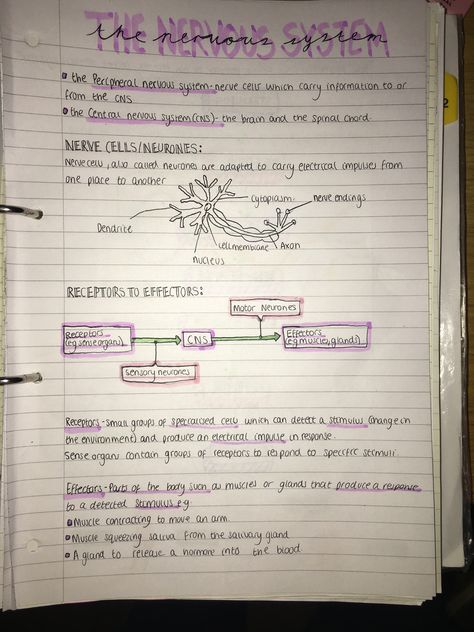 Biology Notes Nervous System, The Nervous System Notes, Nursing School Aesthetic Notes, Nursing School Notes Study Guides Free, Nervous System Notes Aesthetic, Aesthetic Revision Notes, Nursing Notes Aesthetic, Nervous System Notes, Gcse Revision Notes