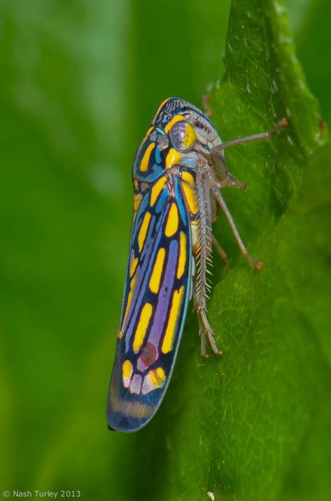 Mashup Animals, Leaf Hopper, Cayo Belize, Amazing Insects, Leafhopper, Cool Insects, Bug Collection, Bees And Wasps, Cool Bugs