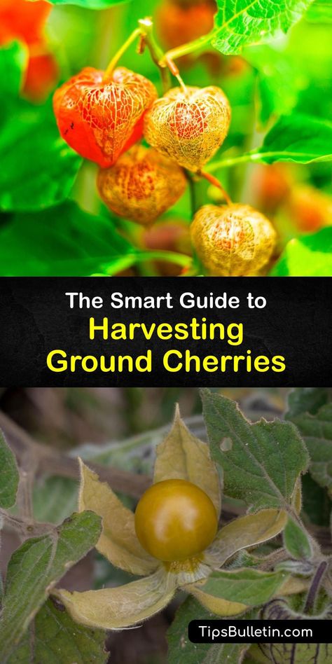 Learn when and how to harvest husk cherry fruit from the Physalis pruinosa (P pruinosa) or the ground cherry plant for perfectly ripe husk cherries. After growing ground cherries, harvest when the husk turns brown and papery for ripe fruit every time. #harvest #ground #cherries Manure Tea, Ground Cherries, Ground Cherry, Cherry Seeds, Cherry Plant, Regrow Vegetables, Covered Backyard, Cape Gooseberry, Vegetable Benefits