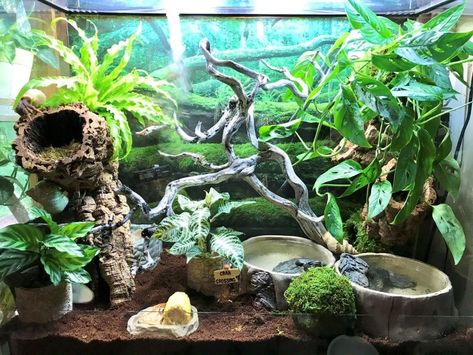 Hermit Crab Vivarium w/ live plants, 101 gallons - HCA: Hermit Crab Association Hermit Crab Pools, 10 Gallon Hermit Crab Tank Ideas, Hermit Crab Tank Setup, Diy Hermit Crab Habitat Ideas, Crabitat Ideas Diy Hermit Crab Habitat, Hermit Crab Enclosure, Hermit Crab Habitat Ideas, Hermit House, Hermit Crab Cage