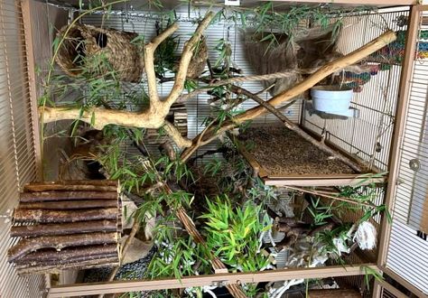 Introducing Bioactive and Naturalistic Principles to Your Rat Cage Bioactive Mouse Enclosure, Natural Rat Cage Setup, Budgie Cage Setup Ideas, Naturalistic Rat Cage, Bioactive Rat Cage, Rat Enrichment Ideas, Degu Cage Ideas, Natural Rat Cage, Squirrel Cage Ideas