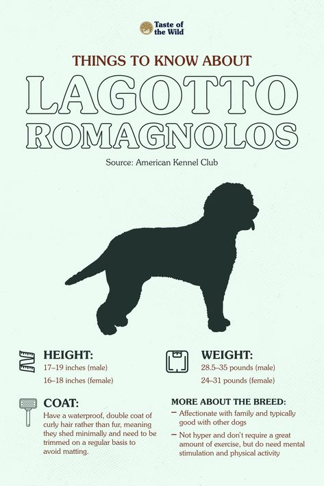 Are you looking for an affectionate, low-shedding family dog? The Lagotto Romagnolo could be a good fit! This medium-sized water-loving breed loves their humans, following a routine and having a job to do, and when they’re not spending time with their owners, they’re happy in the water or using their strong sense of smell for working dog jobs. Learn more about this breed in our blog! #LagottoRomagnoloFacts #LagottoRomagnoloTips High Intelligence, Lagotto Romagnolo, Sense Of Smell, Working Dog, Pet Breeds, Family Dog, Rainy Day Activities, American Kennel Club, Dog Recipes