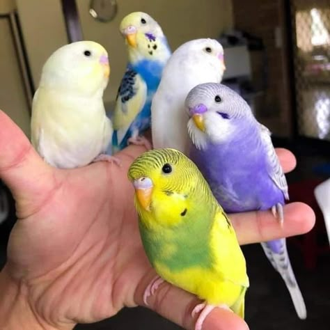 Funny Budgies, Cute Budgies, Birds In Nature, Budgies Parrot, Budgie Bird, Parakeet Bird, Budgies Bird, Cele Mai Drăguțe Animale, Funny Parrots