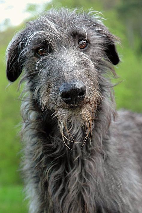 Deer Hound, Handsome Dog, Scottish Deerhound, Head Tilt, Guard Dog, Afghan Hound, Irish Wolfhound, Interesting Faces, Whippet