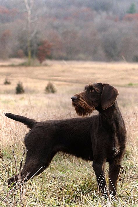 German Wirehair Pointer, German Pointer Dog, German Pointer Wirehaired, Gwp Dog, German Wire Haired Pointer, German Wirehaired Pointer Puppy, German Longhaired Pointer, German Pointer, Hunting Dogs Breeds