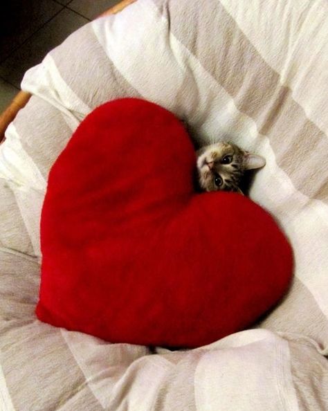 Awww, love. Crazy Cat Lady, Crazy Cats, Cat Pics, Cat Love, Kittens Cutest, Red Heart, A Heart, A Cat, Happy Valentine