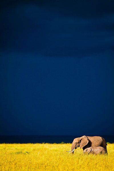 Elephants on the Masai Mara, Africa. Photo by Marcus and Kate @http://www.lifethroughalens.org/photography/portfolio Riding Elephants, Chobe National Park, Photo Board, Bedroom Wallpaper, Watercolor Ideas, Elephant Love, An Elephant, Dream Vacation, French Blue