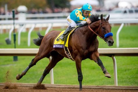 American Pharoah BC American Pharaoh, Kentucky Horse Park, Faster Horses, Thoroughbred Racehorse, American Pharoah, Derby Winners, Triple Crown Winners, Derby Horse, Breeders Cup