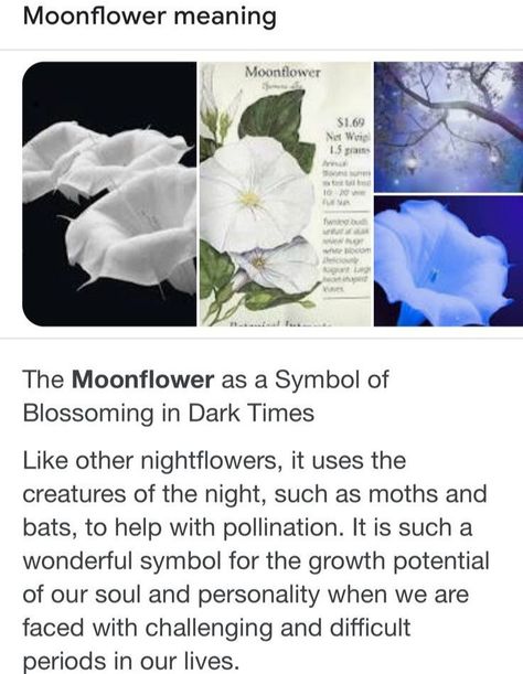 Interesting Facts About Flowers, Dark Flower Meanings, Flowers That Mean Healing, Moon Flower Meaning, Moonflower Symbolism, Flowers With Bad Meanings, Moon And Plants Drawing, Morning Glory Flower Meaning, Moonflowers Aesthetic