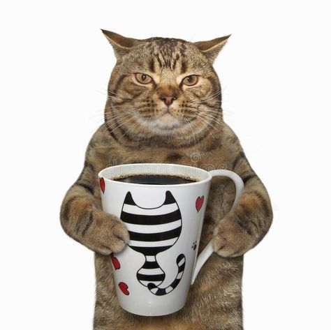 Cat holds a cup with coffee. The cat holds a cup with black coffee. White background royalty free stock images Funny Cat Jokes, Coffee Stock, Dream's Cat, Cat Background, Cat Stock, Silly Cats Pictures, Cat Icon, Cat Posters, Cats Illustration