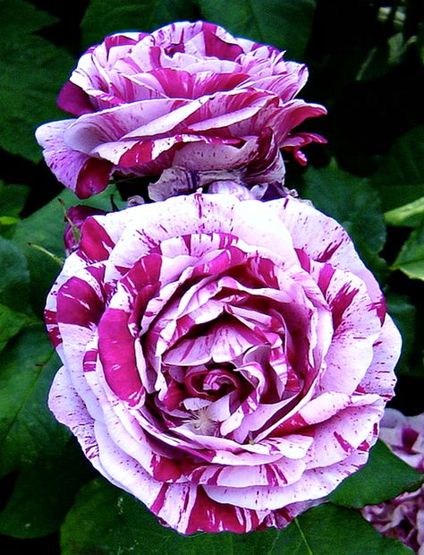 Commandant Beaurepaire rose. Most Beautiful Flowers In The World Roses, Striped Roses, Rose Cuttings, Fresh Flower Market, Rose Belle, Exotic Orchids, Beautiful Flowers Photography, Colorful Roses, Hybrid Tea Roses