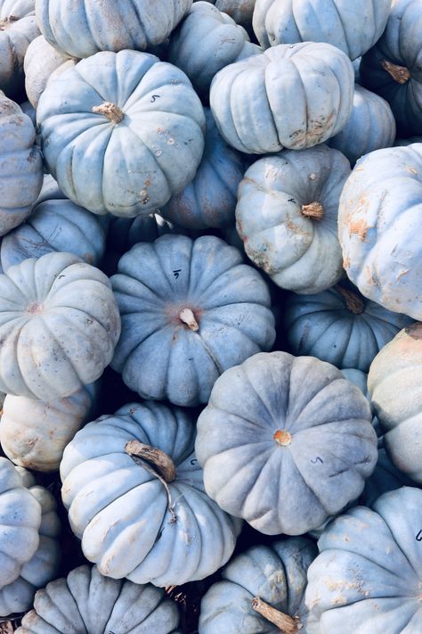 Blue Fall Wallpaper Aesthetic, Navy Blue Fall Wallpaper, Blue Autumn Wallpaper Iphone, Blue Pumpkin Aesthetic, Blue Fall Backgrounds Wallpapers, Blue Pumpkin Wallpaper Iphone, Dusty Blue Widget, Navy Fall Aesthetic, Blue Pumpkins Wallpaper