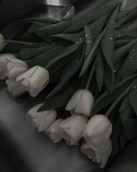 White Tulips, Tulips, Flowers, Pins, White