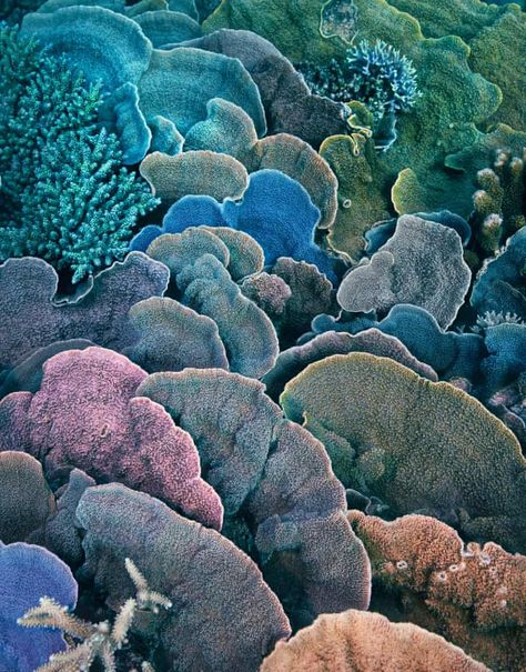 Coral Reef Photography, Enclosure Ideas, Julia Stone, Endangered Wildlife, Textile Inspiration, Coral Art, Coral Sea, Ocean Floor, Beautiful Sea Creatures