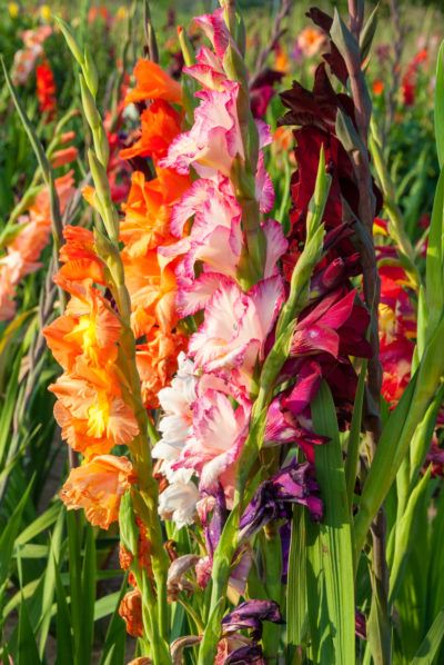 How To Stake A Gladiolus Plant: Tips For Using Gladiolus Plant Stakes Magnolia Tree Types, Peruvian Daffodil, Daffodils Planting, Tree Types, Gladiolus Bulbs, Gladiolus Flower, Plant Stakes, Magnolia Tree, Backyard Flowers