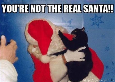 The real santa Hate Christmas, The Crow, Santa Clause, Funny Cat Memes, Funny Cat Pictures, Grumpy Cat, Crazy Cat Lady, Christmas Cats, Crazy Cats