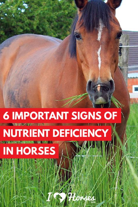 Horse Homestead, Horse Feeding, Survival Knowledge, Horse Friends, Horse Business, Horses Stuff, Horse Nutrition, Equine Care, Equine Nutrition