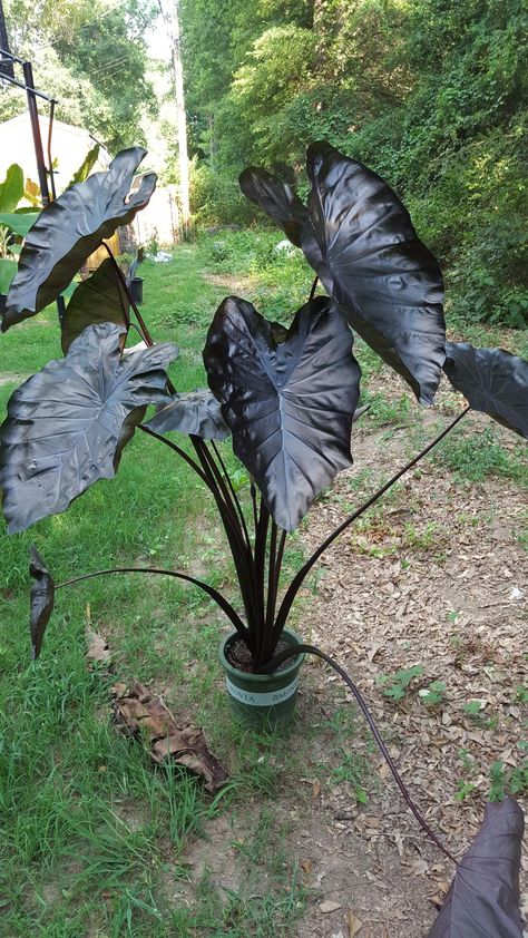 Gothic Yard Decor, Black Garden Plants, Black Plants Outdoor, Scary Plants Halloween, Gothic Garden Plants, Black Shrubs, Dark Foliage Plants, Dark House Plants, Black Backyard Ideas