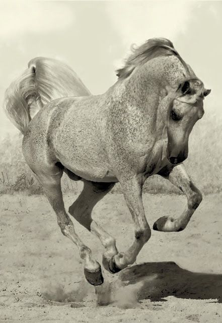 Amazing Photographs of Horses | 20+ pictures | See More Pictures | #SeeMorePictures Cai Arabi, حصان عربي, Rasy Koni, Beautiful Arabian Horses, Most Beautiful Animals, Majestic Horse, All The Pretty Horses, Horse Crazy, White Horses