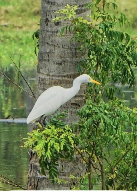 Cattle Egret Birds, Cattle Egret, Bird Photo, Photo Gallery, Photo Galleries, Birds, Animals, Quick Saves