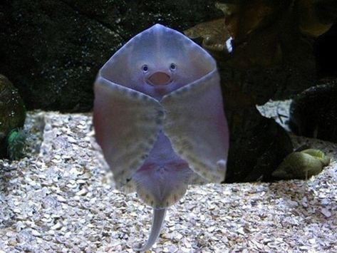 “You think I’m pretty!?” | 16 Incredibly Happy Stingrays Good Day Sir, Stingray Fish, Aquarium Photos, Animal Captions, Funny Captions, Sea Animal, Stingray, A Sea, Bones Funny