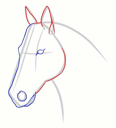 Head Drawing Step By Step, Horse Face Drawing, Easy Horse Drawing, Head Step By Step, Horse Drawing Tutorial, Head Drawings, Horse Head Drawing, Draw A Horse, Rock Projects