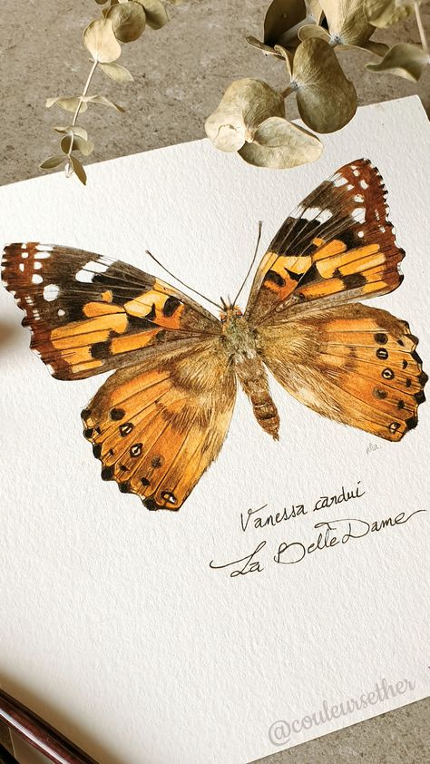 Aquarelle détaillée d'un magnifique papillon orangé, la Belle Dame Butterfly Illustration Watercolor, Vanessa Butterfly, Vanessa Cardui, Art Papillon, Bug Art, Butterfly Illustration, Butterfly Drawing, Print Illustration, Butterfly Painting