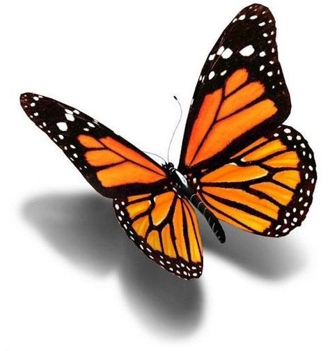 1000+ ideas about 3d Butterfly Tattoo on Pinterest | Butterfly ... Borboleta Tattoo, Monarch Butterfly Tattoo, 3d Butterfly Tattoo, Irezumi Tattoos, Initial Tattoo, 3d Tattoos, Butterfly Tattoo Designs, 3d Tattoo, Orange Butterfly