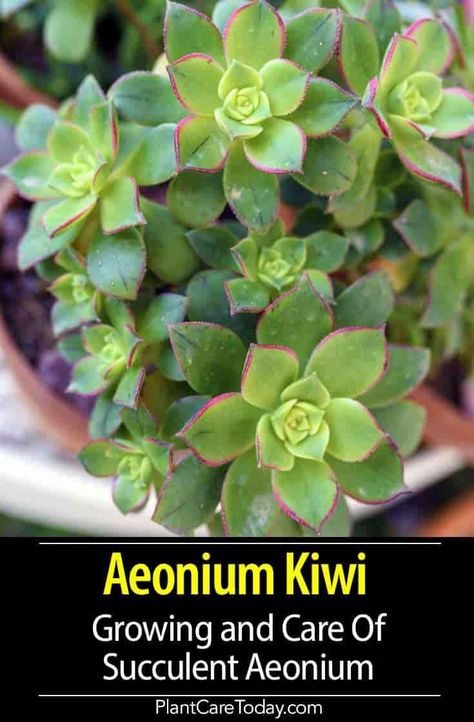 Aeonium Kiwi (Succulent Plant) drought-tolerant evergreen shrub-like plant, clusters of small rosettes, hybrid, woody growth. [DETAILS] Kiwi Succulent, Aeonium Succulents, Kiwi Growing, Succulent Plants Indoor, Aeonium Kiwi, Garden Cactus, Garden Plant Stand, Indoor House Plants, Succulent Planters