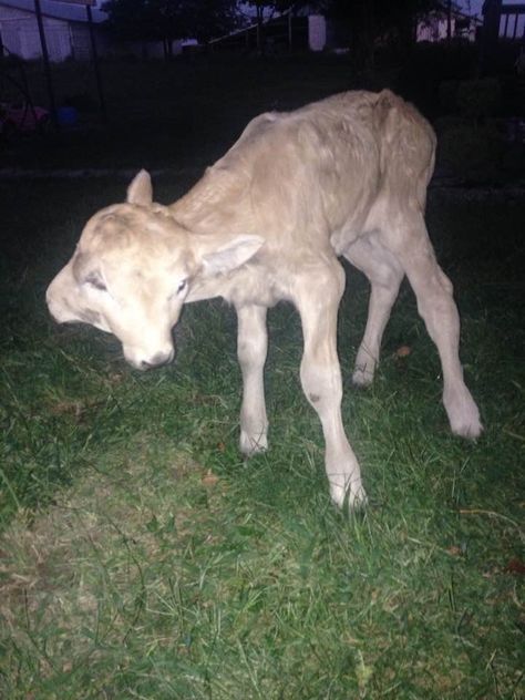 Two-Headed Cow Born On Family Farm Has No Idea She's Any Different Lucky To Be Alive, Family Farm, Cow, Animals