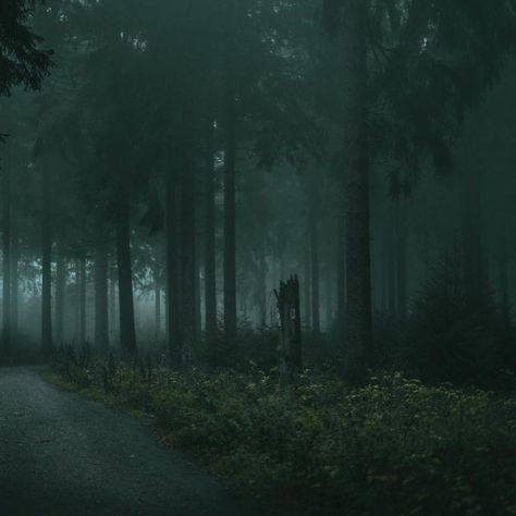 XxxW31rdFa3ryCor3Xxx on Instagram: “MENTALLY IM HERE” Mentally Im Here, Shadow Tree, Misty Forest, Black Wolf, Northern Lights, Natural Beauty, Nature Photography, Country Roads, Trees