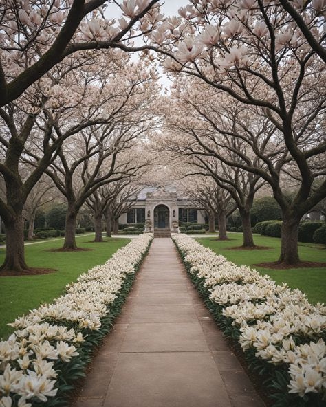 8 Best Trees To Line Property Allee Of Trees Driveway, Long Driveway With Trees, Property Line Landscaping, Formal Landscaping, Long Driveway, Land Development, Tree Lined Driveway, British Colonial Decor, Living Fence