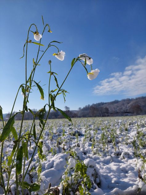 Snow, field, nature, cold Winter And Spring Aesthetic, End Of Winter Aesthetic, Spring Snow Aesthetic, Late Winter Early Spring Aesthetic, Beginning Of Spring Aesthetic, Cold Spring Aesthetic, Winter Spring Aesthetic, January Aesthetic Month, Spring Equinox Aesthetic