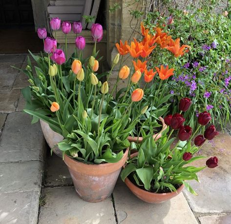 Tulips Container Garden, Tulips In Planters, Tulips Planting In Pots, Tulip Display Gardens, Tulips In Pots Ideas, Potted Plants On Steps, Growing Tulips In Pots, Indoor Potted Flowers, Tulip In Pots