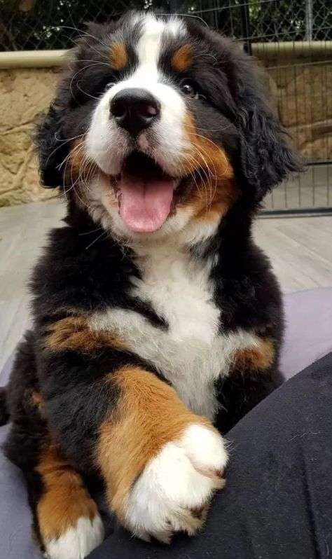 Bernese Mountain Dog And German Shepherd, Cute Bernese Mountain Dog Puppies, Bernese Mountain Dog Puppy Aesthetic, Bernies Mountain Dog, Big Cute Dogs, Bernese Mountain Dog Aesthetic, Bernice Mountain Dog, Bernese Mountain Dogs, Bernese Mountain Dog Puppy