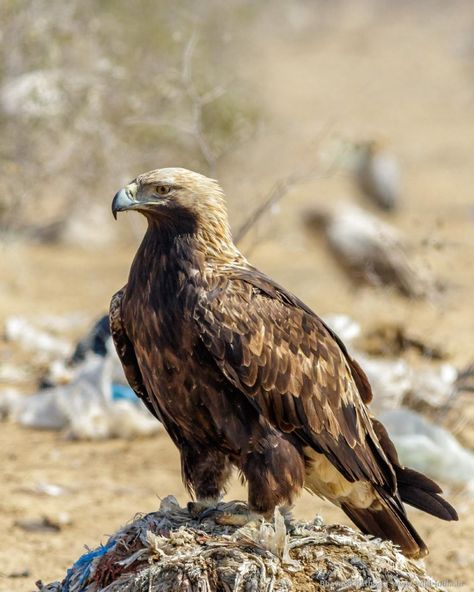 Imperial Eagle (Aquila heliaca) - Very large; dark-brown body contrasts with pale head and nape. Eastern Imperial Eagle, Bird Magic, Wedge Tailed Eagle, Thick Neck, Imperial Eagle, Raptors Bird, Eagle Wings, American Bald Eagle, Animal Character