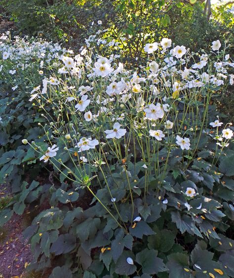 Anemone Honorine Jobert Combination, Anemone Japonica Honorine Jobert, Anemone Robustissima, Anemone Whirlwind, Anemone Honorine Jobert, Anemone Japonica, Variegated Hosta, Japanese Anemone, Chicago Botanic Garden