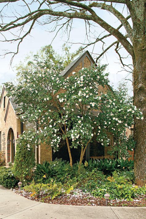 The South's Most Iconic Plants | We’ll never get tired of flowers, trees, and shrubs like hydrangeas, azaleas, and magnolias. Here, we proclaim once-and-for-all the South’s most iconic plants. Small Front Yards, Camellia Tree, French Hydrangea, Big Leaf Hydrangea, Small Front Yard Landscaping, Small Front Yard, Southern Garden, Landscaping Front Yard, Garden Shrubs