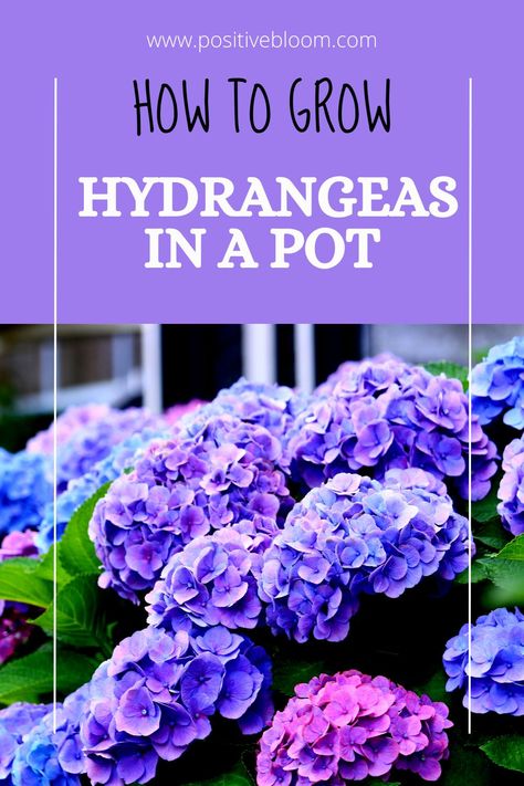 Read on and discover how to plant and grow a hydrangea in a pot, from choosing the ideal planter and variety to overwintering and repotting tips. Can You Grow Hydrangeas In A Pot, Potted Hydrangea Patio, Hydrangea Planter Ideas, Potted Hydrangeas On Porch, Hydrangea In A Pot, How To Care For Hydrangeas In A Pot, Planting Hydrangeas In Pots, Growing Hydrangeas In Pots, Potted Hydrangea By Front Door